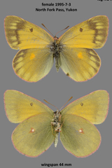 Colias hecla