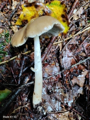 Psathyrella kauffmanii