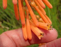Kniphofia laxiflora