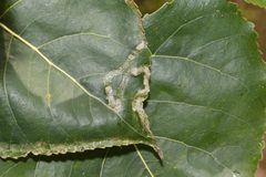 Phyllocnistis unipunctella