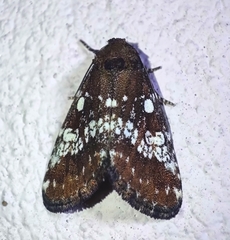 Dysmilichia calamistrata