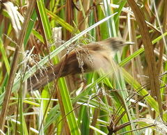 Bradypterus baboecala baboecala