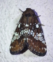 Dysmilichia calamistrata