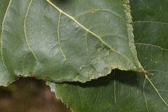 Phyllocnistis unipunctella