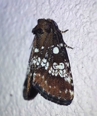 Dysmilichia calamistrata