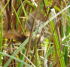 Bradypterus baboecala baboecala