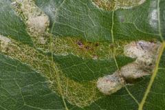 Phyllocnistis unipunctella