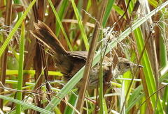 Bradypterus baboecala baboecala