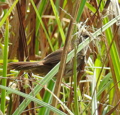 Bradypterus baboecala baboecala