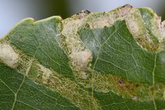 Phyllocnistis unipunctella