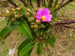 Pereskia