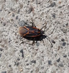 Boisea trivittata