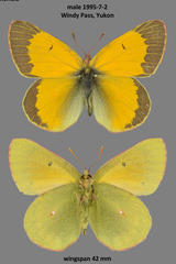 Colias hecla