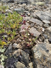 Bupleurum triradiatum