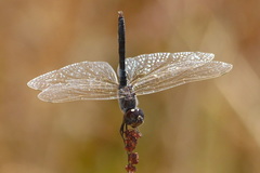 Selysiothemis nigra