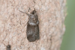 Acrobasis texana