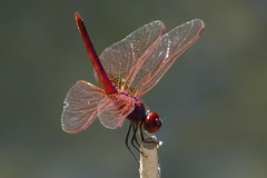Trithemis annulata