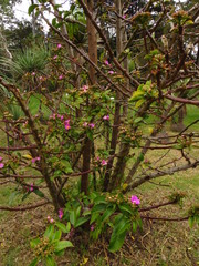 Pereskia