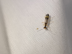 Malthinus seriepunctatus