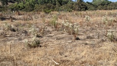 Pseudognaphalium leucocephalum