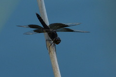 Brachythemis fuscopalliata