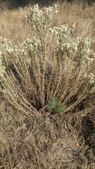 Pseudognaphalium leucocephalum