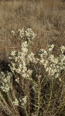 Pseudognaphalium leucocephalum