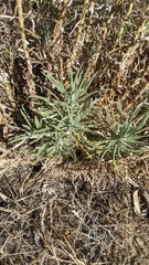 Pseudognaphalium leucocephalum