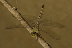 Brachythemis fuscopalliata