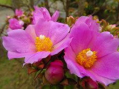 Pereskia