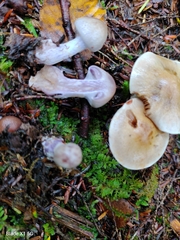 Cortinarius clintonianus