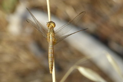 Crocothemis erythraea