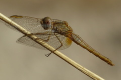 Crocothemis erythraea