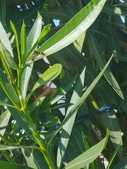 Oncopeltus fasciatus