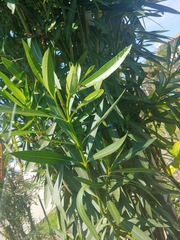 Oncopeltus fasciatus