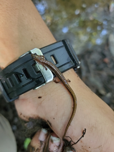 Plethodontidae image