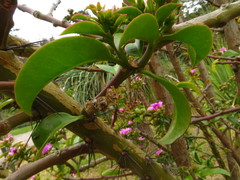 Pereskia