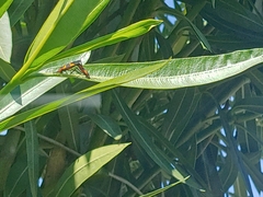 Oncopeltus fasciatus