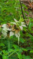 Apis mellifera