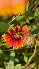 Anthophila