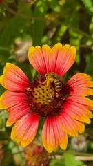 Anthophila