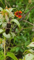 Leptoglossus zonatus