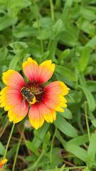 Megachile mendica