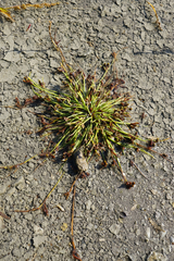 Cyperus pannonicus