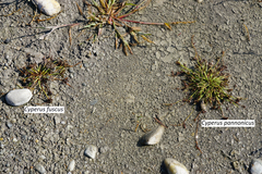 Cyperus pannonicus