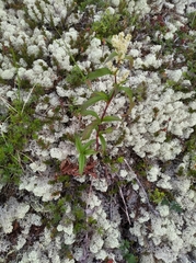 Koenigia tripterocarpa