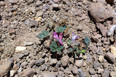 Corydalis alpestris