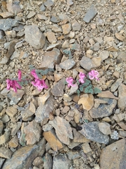 Dicentra peregrina