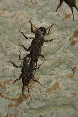 Hesperoperla pacifica