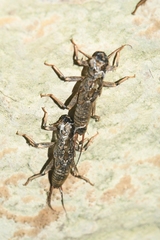 Hesperoperla pacifica